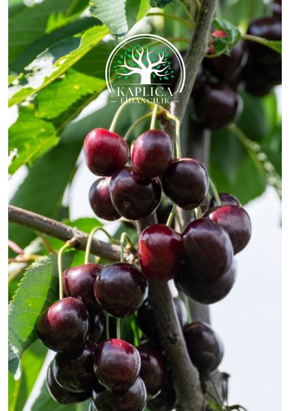Tüplü Kara Kiraz Fidanı fırsatları