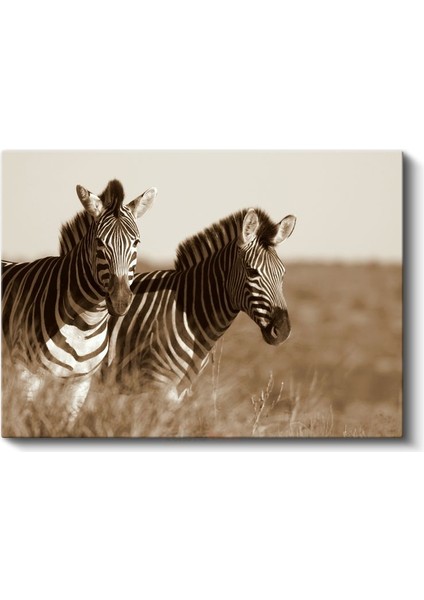 Zebra Ikilisi - Sepia Tonlarında Afrika Safarisi Kanvas Tablo fiyatları