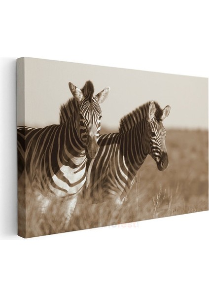 Zebra Ikilisi - Sepia Tonlarında Afrika Safarisi Kanvas Tablo modelleri