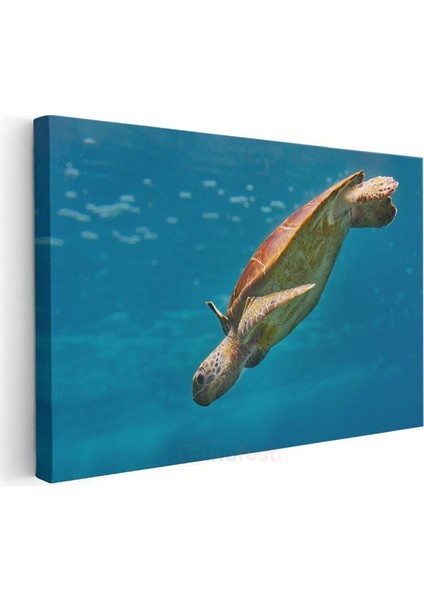 Deniz Kaplumbağası - Mavi Derinliklerde Süzülüş Kanvas Tablo modelleri
