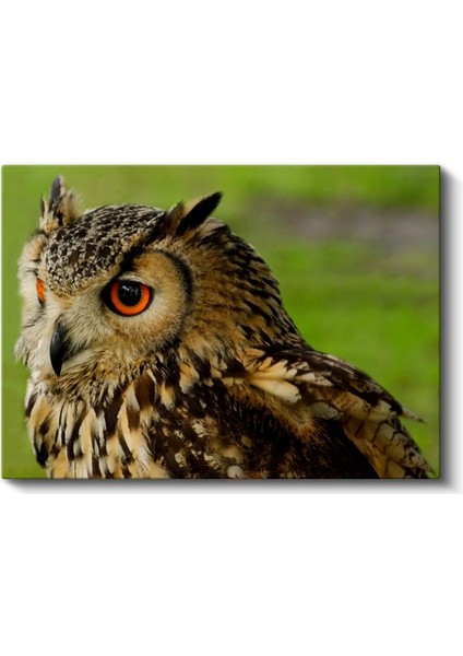 Puhu Baykuşu - Turuncu Gözlü Yırtıcı Kuş Kanvas Tablo fiyatları