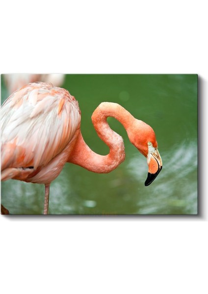 Pembe Flamingo - Zarif Duruşlu Su Kuşu Kanvas Tablo