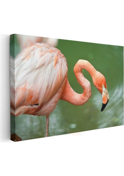 Pembe Flamingo - Zarif Duruşlu Su Kuşu Kanvas Tablo