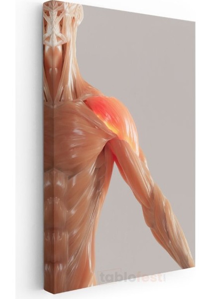 Fizyoterapist - Kas Anatomisi ve Tedavi Kanvas Tablo modelleri