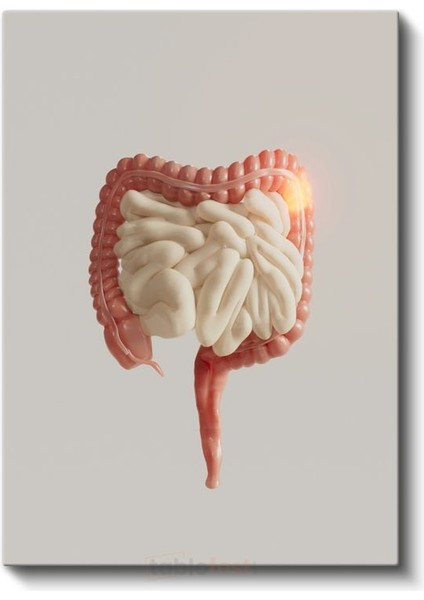 Gastroenterolog - Kanvas Tablo fiyatları