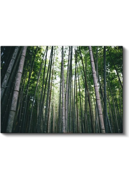 Bambu Ormanı - Göğe Uzanan Yeşil Sütunlar Kanvas Tablo fiyatları