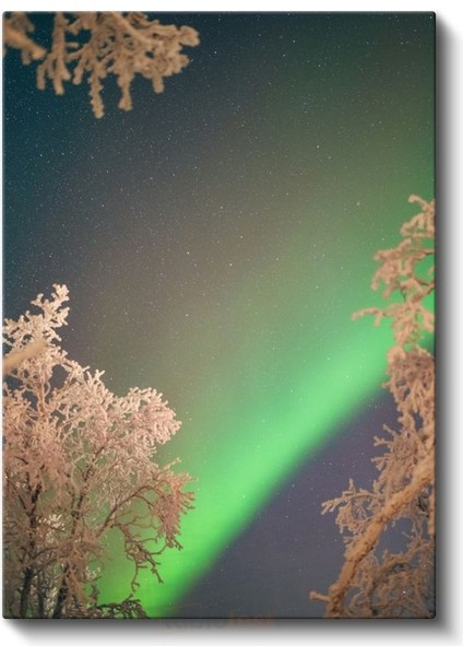 Kuzey Işıkları - Karlı Ağaçlar Arasında Aurora Kanvas Tablo fiyatları
