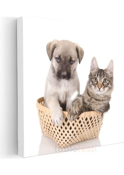 Sepetteki Dostlar - Yavru Köpek ve Kedi İkilisi Kanvas Tablo