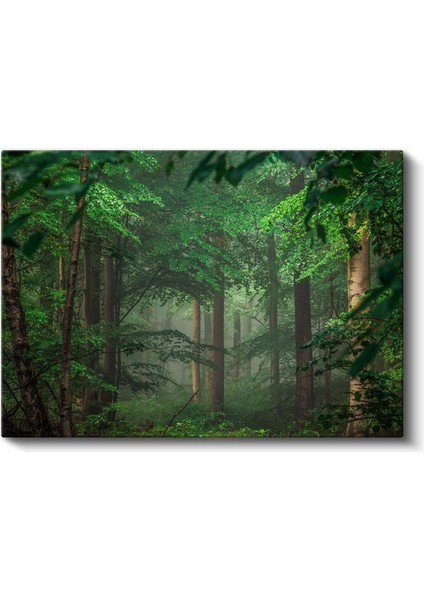 Sis Ormanı - Yeşil Yapraklar Arasında Işık Huzmeleri Kanvas Tablo fiyatları