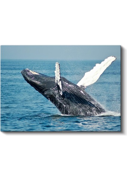Sıçrayan Balina - Mavi Denizin Muhteşem Dansçısı Kanvas Tablo fiyatları