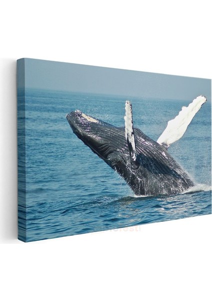 Sıçrayan Balina - Mavi Denizin Muhteşem Dansçısı Kanvas Tablo modelleri