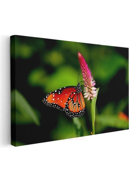 Kral Kelebeği - Turuncu Kanatları Açık Nektar Avcısı Kanvas Tablo modelleri