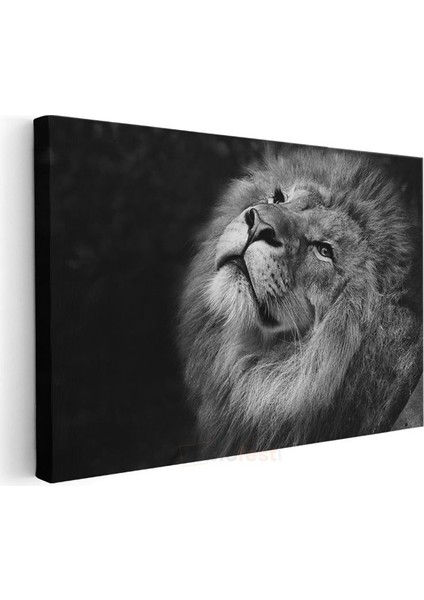 Asil Aslan - Yukarı Bakan Siyah Beyaz Portre Kanvas Tablo modelleri