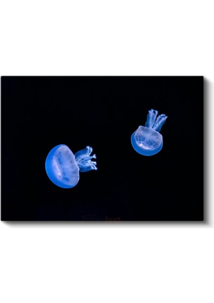 Mavi Denizanaları - Derin Karanlıkta Dans Eden Ikili Kanvas Tablo fiyatları