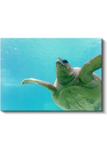 Deniz Kaplumbağası - Turkuaz Suda Zarif Yüzüş Kanvas Tablo fiyatları