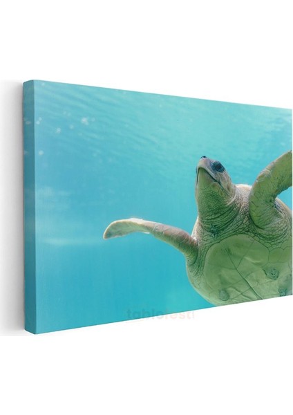 Deniz Kaplumbağası - Turkuaz Suda Zarif Yüzüş Kanvas Tablo modelleri
