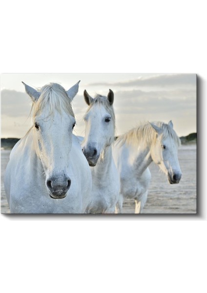 Beyaz Atlar - Sahilde Yan Yana Duran Üçlü Kanvas Tablo fiyatları