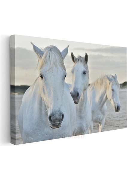 Beyaz Atlar - Sahilde Yan Yana Duran Üçlü Kanvas Tablo modelleri