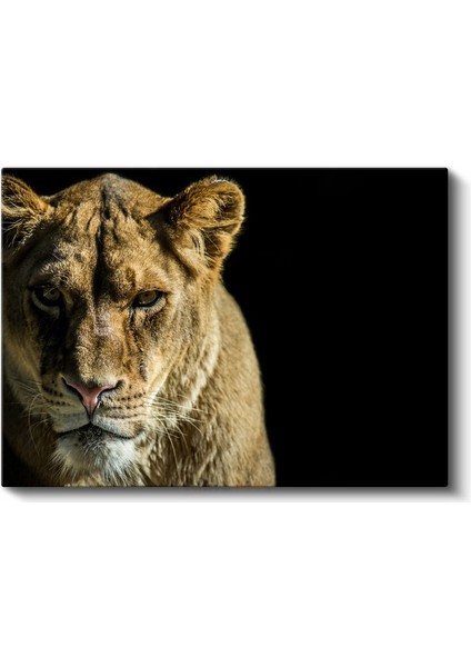 Dişi Aslan - Altın Tüylü Kraliçe Portresi Kanvas Tablo fiyatları