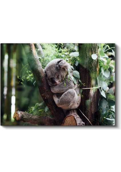 Uyuyan Koala - Ağaç Dalında Huzurlu Anlar Kanvas Tablo