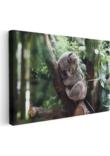 Uyuyan Koala - Ağaç Dalında Huzurlu Anlar Kanvas Tablo