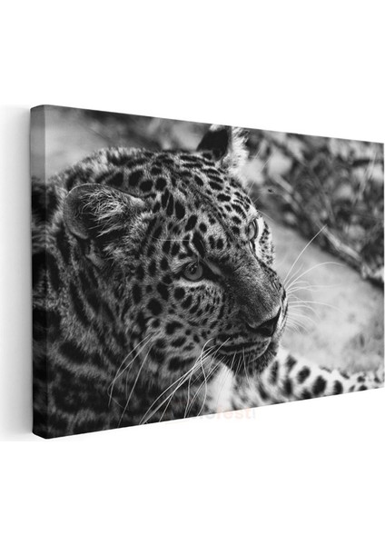 Leopar Portresi - Siyah Beyaz Vahşi Kedi Kanvas Tablo modelleri