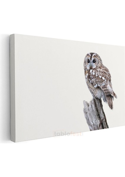 Alaca Baykuş - Beyaz Zeminde Ağaç Dalında Bekleyiş Kanvas Tablo modelleri