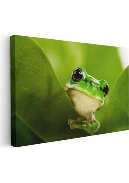Yaprak Kurbağası - Yeşil Yaprakta Sakin Bekleyiş Kanvas Tablo modelleri