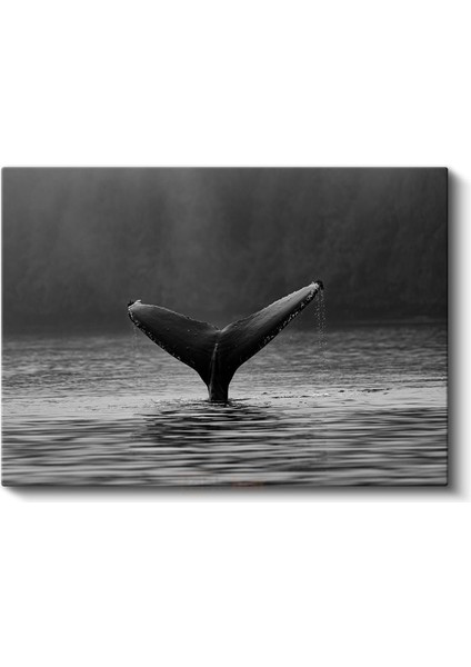 Balina Kuyruğu - Siyah Beyaz Sularda Zarafet Kanvas Tablo fiyatları