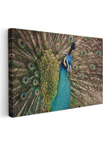 Tavus Kuşu Portresi - Mavi Görkemli Bakışlar Kanvas Tablo modelleri