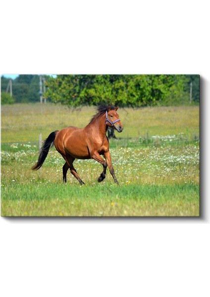 Özgür Ruh - Çayırda Koşan Kahverengi Atın Zarafeti Kanvas Tablo fiyatları
