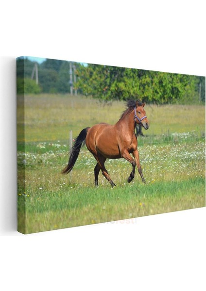 Özgür Ruh - Çayırda Koşan Kahverengi Atın Zarafeti Kanvas Tablo modelleri