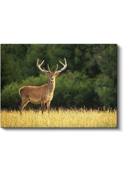 Boynuzlu Geyik - Altın Sarısı Çayırda Heybetli Bekleyiş Kanvas Tablo fiyatları