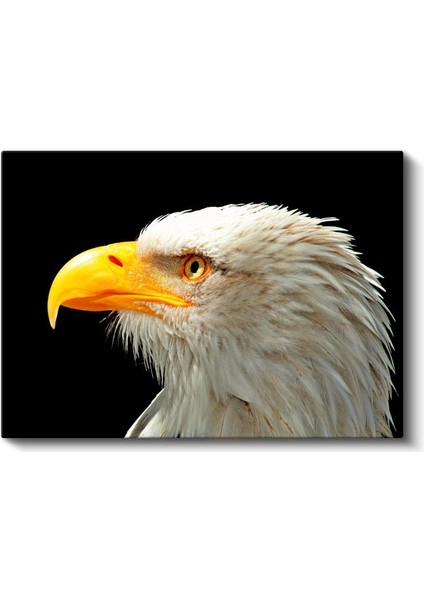 Kartal Bakışı - Siyah Fonda Beyaz Başlı Avcı Kuş Kanvas Tablo fiyatları