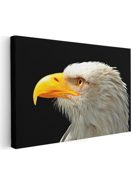 Kartal Bakışı - Siyah Fonda Beyaz Başlı Avcı Kuş Kanvas Tablo modelleri