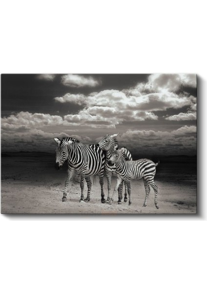 Zebra Ailesi - Siyah Beyaz Çizgili Savana Sakinleri Kanvas Tablo fiyatları