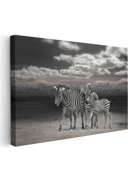 Zebra Ailesi - Siyah Beyaz Çizgili Savana Sakinleri Kanvas Tablo modelleri