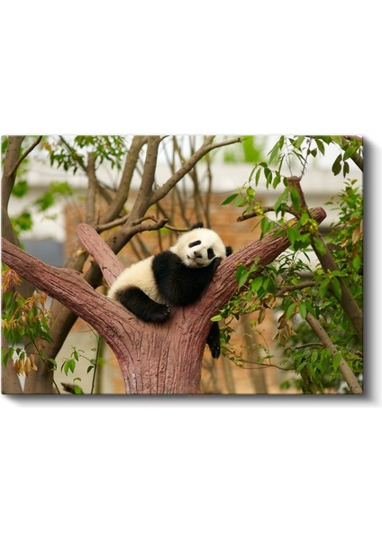 Uyuyan Panda - Ağaç Dalında Tatlı Mola Kanvas Tablo