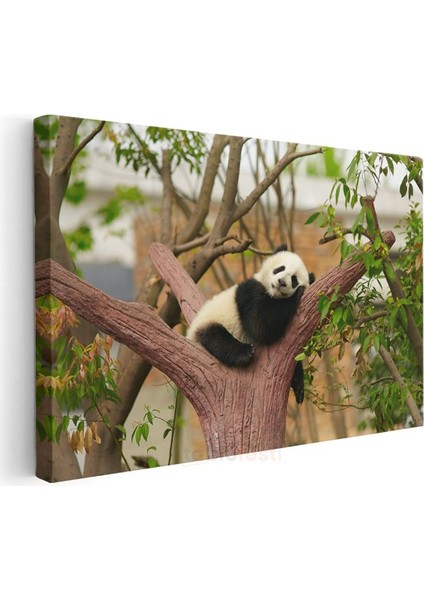 Uyuyan Panda - Ağaç Dalında Tatlı Mola Kanvas Tablo