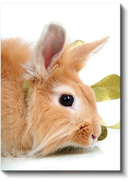 Sevimli Tavşan - Yumuşak Tüylü Minik Dost Kanvas Tablo fiyatları