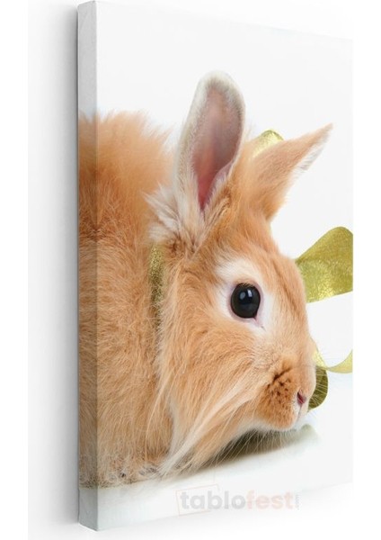 Sevimli Tavşan - Yumuşak Tüylü Minik Dost Kanvas Tablo modelleri