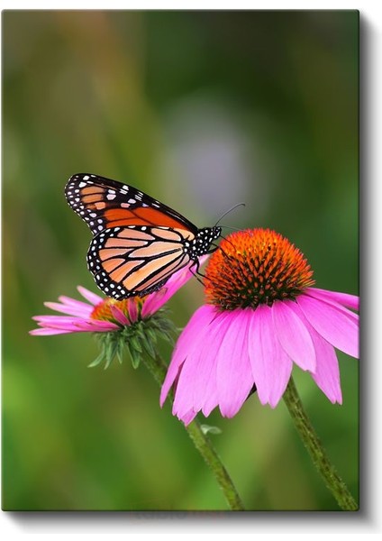 Kral Kelebeği - Pembe Çiçek Üzerinde Turuncu Kanatlar Kanvas Tablo fiyatları