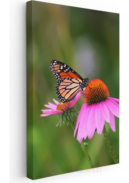 Kral Kelebeği - Pembe Çiçek Üzerinde Turuncu Kanatlar Kanvas Tablo modelleri