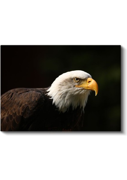 Amerikan Kartalı - Keskin Bakışlı Yırtıcı Kuş Kanvas Tablo fiyatları