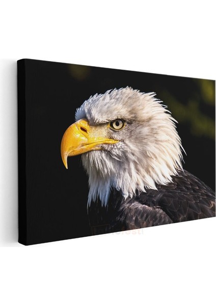 Kartal Profili - Sarı Gagalı Yırtıcı Kuş Yakın Çekim Kanvas Tablo modelleri
