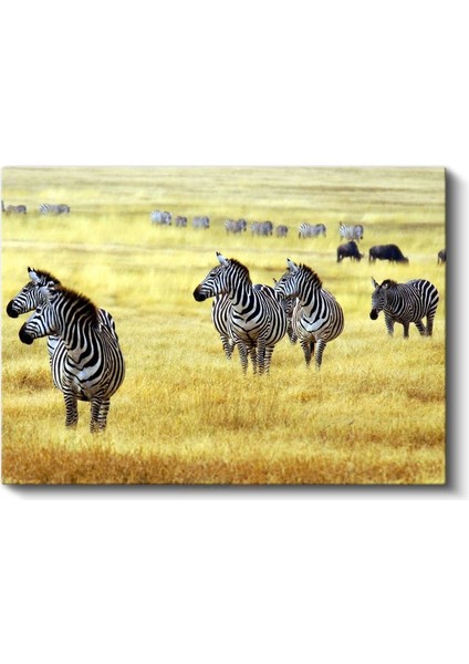 Zebra Sürüsü - Altın Sarısı Çayırlarda Afrika Vahşi Yaşamı Kanvas Tablo fiyatları