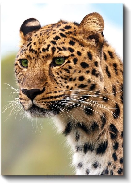 Leopar Portresi - Vahşi Bakış Kanvas Tablo fiyatları