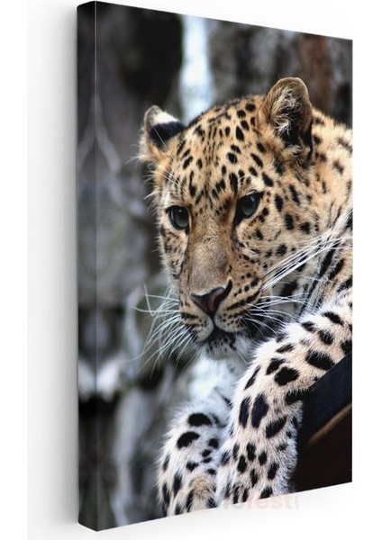 Leopar Portresi - Benekli Desenli Yırtıcı Kanvas Tablo modelleri