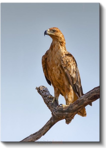 Kartal Portresi - Asil Duruşlu Avcı Kuş Kanvas Tablo fiyatları