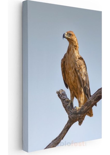 Kartal Portresi - Asil Duruşlu Avcı Kuş Kanvas Tablo modelleri